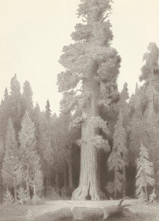 Conrad Buff Illustration Big Tree