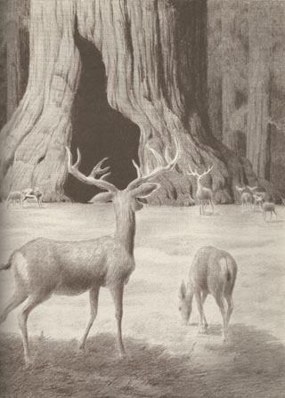 Conrad Buff illustration Big Tree and Deer