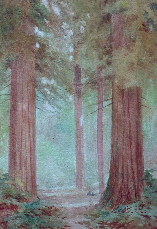 Lorenzo Palmer Latimer Redwoods Closeup