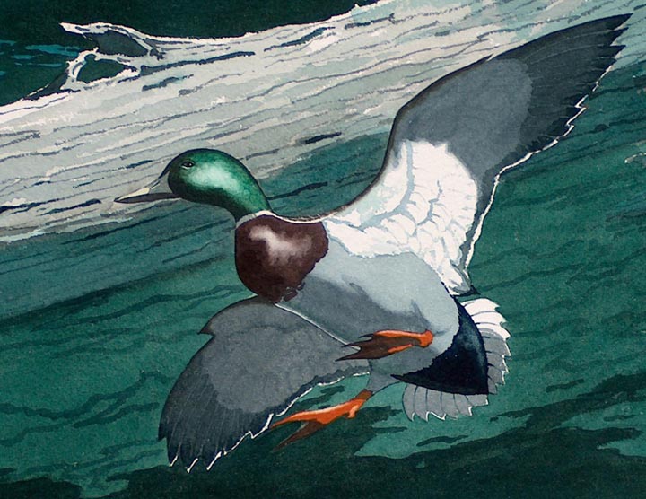James March Phillips Mallard Watercolor closeup