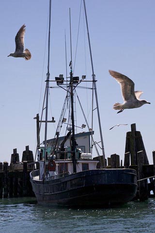 John Hershey Fish Fest Gulls