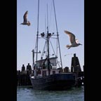 John Hershy Fish Fest Gulls