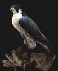 Ojhab the Falcon