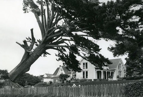 "The Daisy's Tree" being felled, Oct 15, 2003 The same tree in Blanchett's painting, approximately 35 years later. Photo by Bill Brazille, teacher, Mendocino High School