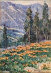 Benjamin Chambers Brown Poppies and Eucalyptus Thumbnail