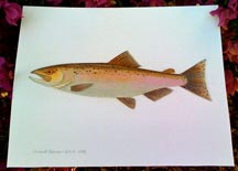 Shari Rodriguez Chinook Salmon