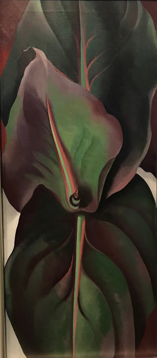 Canna Leaves, 1925 Georgia O'Keeffe