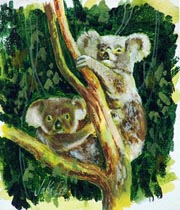Jake Lee Koalas