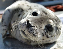 Marine Mammal Center Fur Seal