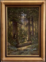 Manuel Valencia California Redwood Foreest