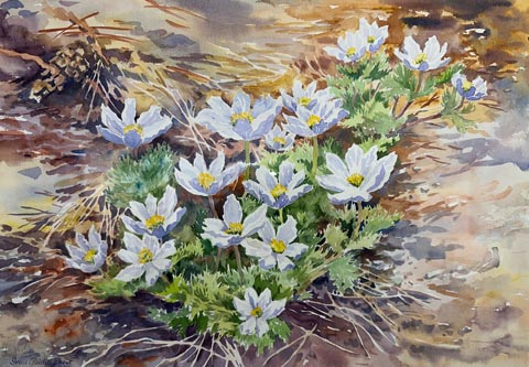 Irene Guidici Ehret, Tryon Meadow Anenmones Studio 102, ;466 East Walnut Street Sonoma, Ireneage@aol.com / 707-227-4359 